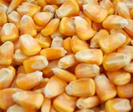 汉江畜禽养殖常年求购玉米高粱小麦黄豆黑豆等原料