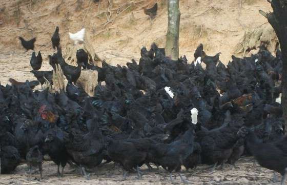 纯种五黑鸡就到黑鸡原种发源地-湖北华绿禽业
